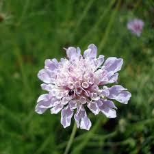 Image result for Scabiosa canescens