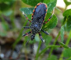 Attēlu rezultāti vaicājumam “Rhynocoris annulatus imago”