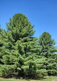 Attēlu rezultāti vaicājumam “Pinus”