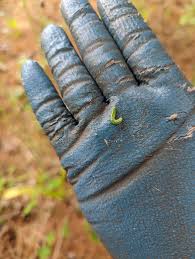 Attēlu rezultāti vaicājumam “Nematus ribesii larva”