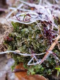 Attēlu rezultāti vaicājumam “Calypogeia fissa”