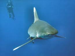 Image result for skiptondivers