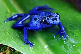 Image result for blauer baumsteiger