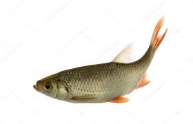 Image result for Rutilus rutilus