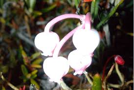 Attēlu rezultāti vaicājumam “Andromeda polifolia bud”