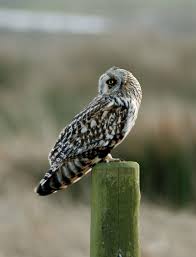 Attēlu rezultāti vaicājumam “Asio flammeus”