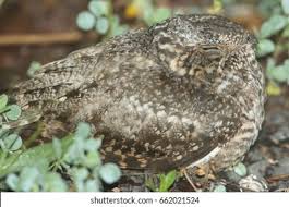 Attēlu rezultāti vaicājumam “Caprimulgus europaeus nest”