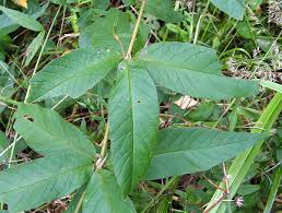 Attēlu rezultāti vaicājumam “Lysimachia vulgaris leaf”