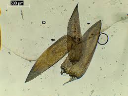 Attēlu rezultāti vaicājumam “Calliergonella cuspidata sporophyte”