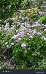 Attēlu rezultāti vaicājumam “Pimpinella major flower”