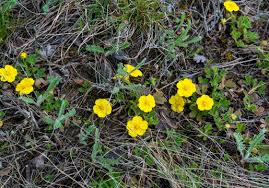 Attēlu rezultāti vaicājumam “Potentilla reptans”