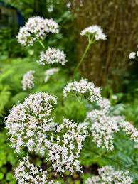 Attēlu rezultāti vaicājumam “Valeriana officinalis leaf”