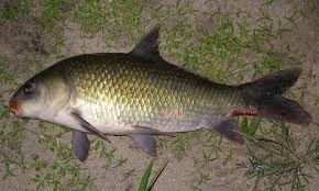 Image result for Ictiobus bubalus