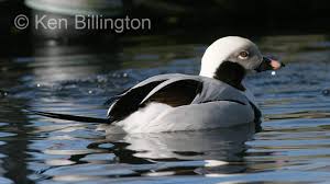 Attēlu rezultāti vaicājumam “Clangula hyemalis”