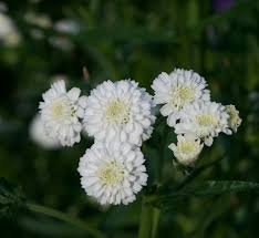 Image result for Achillea Ptarmica