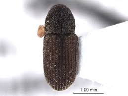 Attēlu rezultāti vaicājumam “Hylastes sp.”