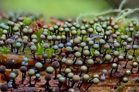 Attēlu rezultāti vaicājumam “Oligonema favogineum”