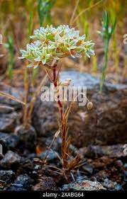 Attēlu rezultāti vaicājumam “Scleranthus perennis flower”