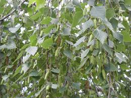 Attēlu rezultāti vaicājumam “Betula pendula var. carelica”