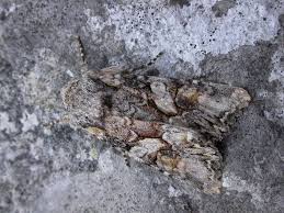 Attēlu rezultāti vaicājumam “Lacanobia contigua larva”