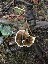 Attēlu rezultāti vaicājumam “Phellodon tomentosus”