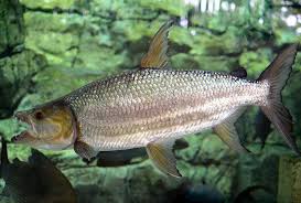 Image result for Goliath Tigerfish
