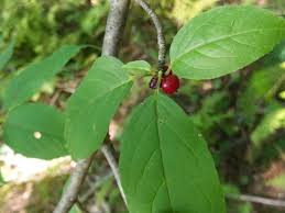 Attēlu rezultāti vaicājumam “Libanotis montana leaf”