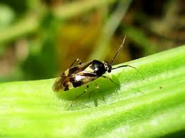 Attēlu rezultāti vaicājumam “Orthops basalis”