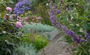 Attēlu rezultāti vaicājumam “Cerastium tomentosum flower”