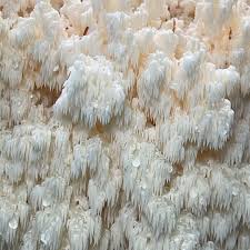 Attēlu rezultāti vaicājumam “Hericium coralloides”