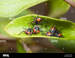 Attēlu rezultāti vaicājumam “Zicrona caerulea nymph”