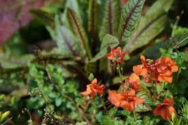 Image result for Rumex sanguineum