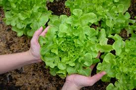 Image result for Pflücksalat