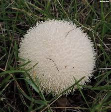 Attēlu rezultāti vaicājumam “Ptilidium pulcherrimum”