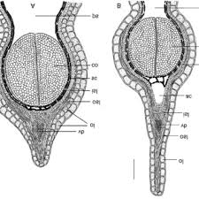 Attēlu rezultāti vaicājumam “Corispermum hyssopifolium fruit”