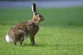 Attēlu rezultāti vaicājumam “Lepus europaeus”
