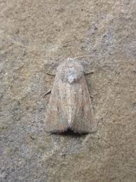 Attēlu rezultāti vaicājumam “Chortodes fluxa”