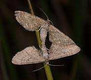 Attēlu rezultāti vaicājumam “Eupithecia satyrata”