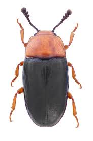 Attēlu rezultāti vaicājumam “Triplax russica”