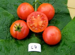 Afbeeldingsresultaat voor brandywine cherry tomato