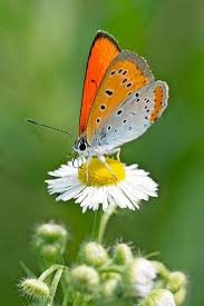 Attēlu rezultāti vaicājumam “Lycaena dispar underside”