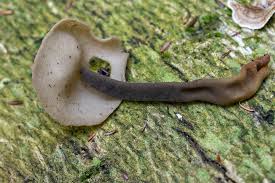 Attēlu rezultāti vaicājumam “Helvella atra”