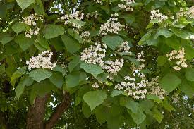 Attēlu rezultāti vaicājumam “Catalpa”