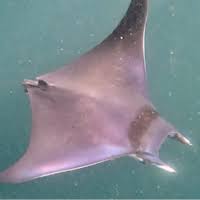 Image result for Mobula thurstoni