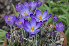 Attēlu rezultāti vaicājumam “Crocus tommasinianus”