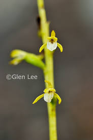 Attēlu rezultāti vaicājumam “Corallorhiza trifida flower”
