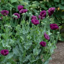Image result for Papaver somniferum