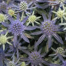 Attēlu rezultāti vaicājumam “Eryngium planum”