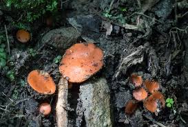 Attēlu rezultāti vaicājumam “Scutellinia scutellata”