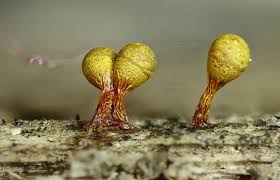 Attēlu rezultāti vaicājumam “Trichia botrytis var. cerifera spores”